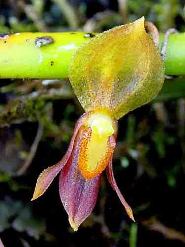 epi, 500-3000m ENDEMIC 126
