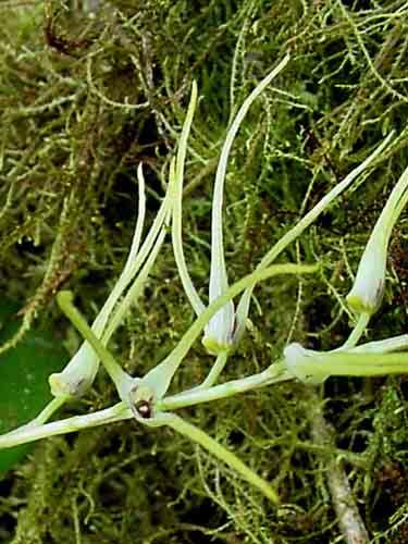 Pleurothallis restrepioides 135