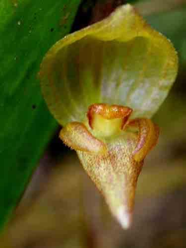 Pleurothallis deflexa 125