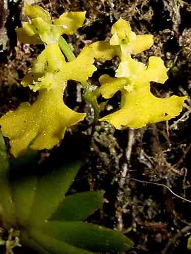 6 147 Porroglossum muscosum
