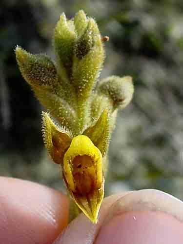 149 Prosthechea fragrans