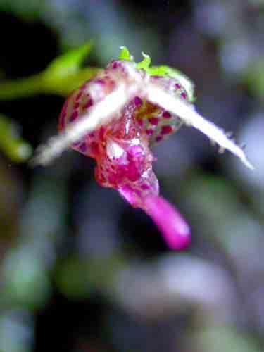 Prosthechea pamplonense 152