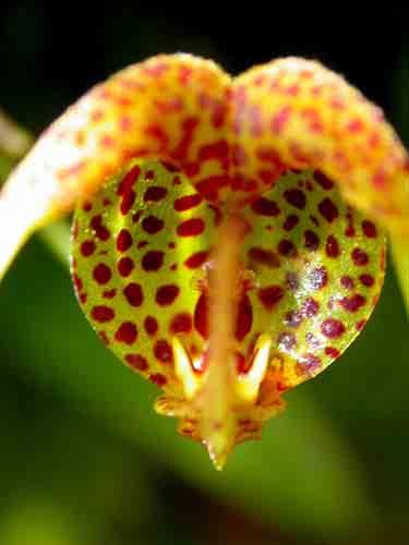 Prosthechea vespa 154