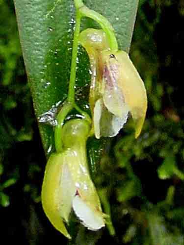 lehmannii 157 Scaphosepalum