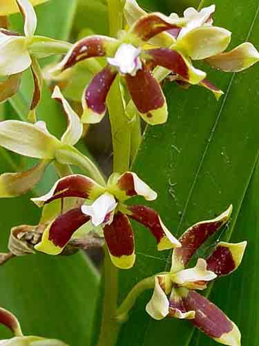 truncata 142 Pleurothallis