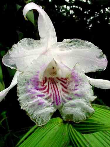 purpurea 164 Stigmatostalix