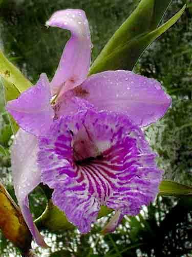 atropubescens ENDEMIC epi,
