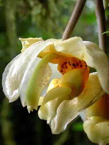 167 Sobralia ecuadorana 168