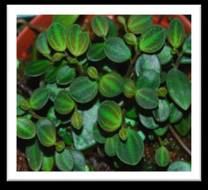 13 -w-  prostrata