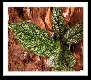 marsupiiferum #
