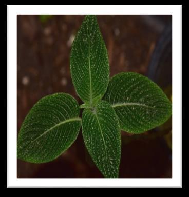 ulceratum aff