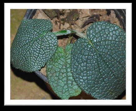 ulceratum # 2