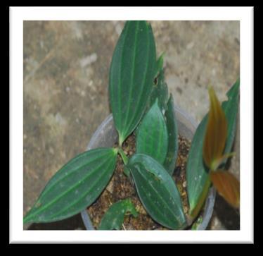 alsinoides # 1 -
