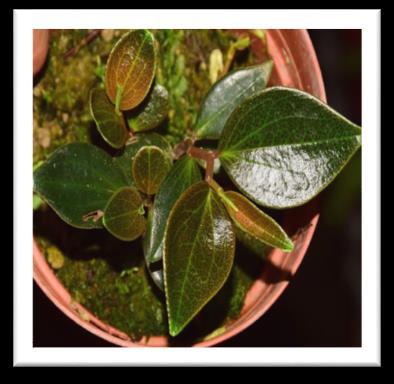 Peperomia