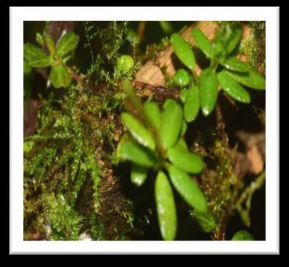 argenteobracteata