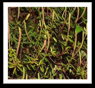 artebaccata -i-