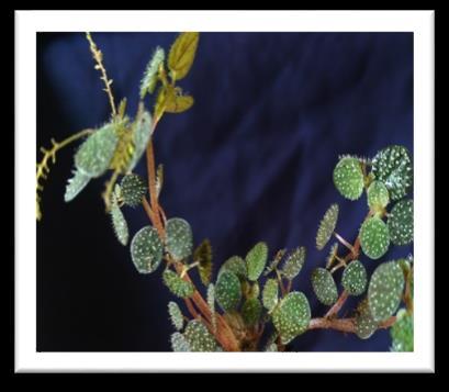 Peperomia