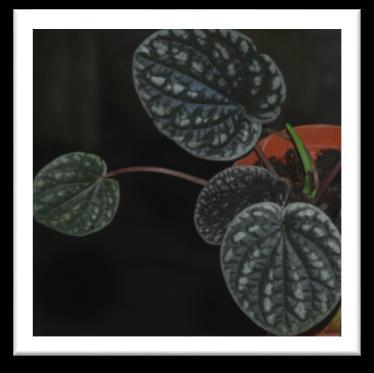 cerastioides aff.