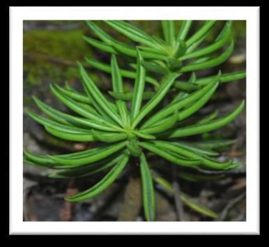 filiformis aff