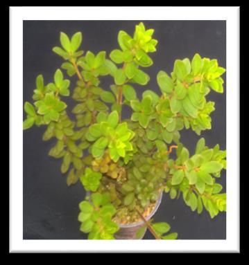 Peperomia