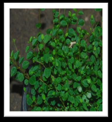 prostrata # 8 -i- 
