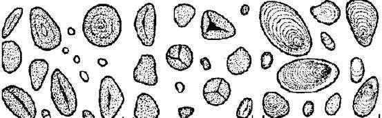 Το άμυλο ςυγκεντρϊνεται ενδοκυττάρια ςε εξειδικευμζνα πλαςτίδια τουσ αμυλοπλάςτεσ και μπορεί να εμφανίηει μία ενιαία ςυμπαγι δομι ι πολλζσ μικρότερεσ που τουσ ονομάηουμε αμυλοκόκκουσ.