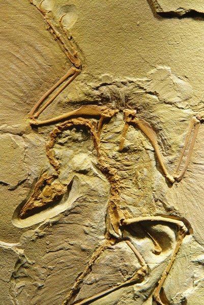 Archaeopteryx 150-145 εθ.