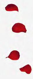 Nerta-6 Rojo G42