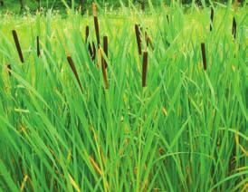 occidentalis Spirogyra occidentalis 23 24 Cattail Plantae
