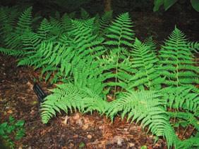 UR-8 Cards 25 26 Marginal Wood Fern Plantae Pteridophyta