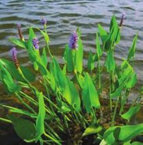 marginalis Dryopteris marginalis Pickerelweed Plantae Angiosperms
