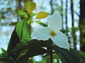 cordata Pontederia cordata 27 28 Great White Trillium Plantae