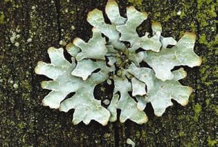 UR-8 Cards 29 30 Waxpaper Lichen Fungi Ascomycota Lecanoromycetes