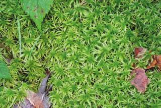 sulcata Parmelia sulcata Sphagnum Moss Plantae Bryophyta