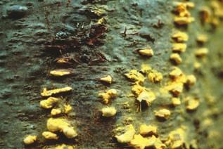 girgensohnii Sphagnum girgensohnii 31 32 White Pine Blister Rust