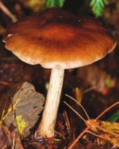 Cronartium C.