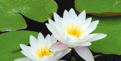 UR-8 Cards 33 34 Fragrant Water Lily or Beaver Root Plantae