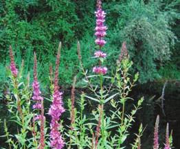 odorata Nymphea odorata Purple Loosestrife Plantae Magnoliophyta