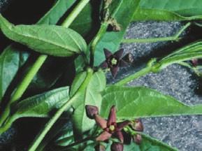 glabripennis Anoplophora glabripennis Dog-strangling Vine Plantae