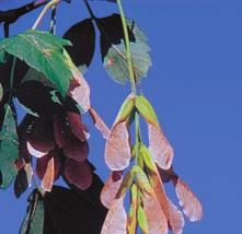 UR-8 Cards 37 38 Manitoba Maple Plantae Angiosperms