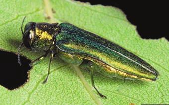negundo Acer negundo Emerald Ash Borer Animalia Arthropoda