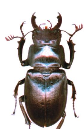 planipennis Agrilus planipennis 39 40 Stag Beetle Animalia