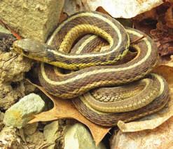 placidus Lucanus placidus Garter Snake Animalia Chordata