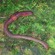 UR-8 Cards 41 42 Earthworm Animalia Annelida Clitellata