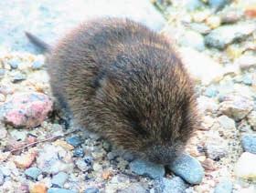 terrestris Lumbricus terrestris Meadow Vole Animalia Chordata