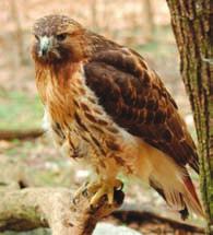 UR-8 Cards 45 46 Red-tailed Hawk Animalia Chordata Aves