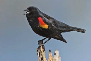 platyrhynchos Anas platyrhynchos 47 48 Red-winged