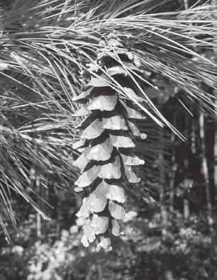 1. Eastern White Pine Pinus strobus L. This soft pine is Ontario s provincial tree and one of eastern North America s most commercially valuable trees.