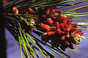 2. Red Pine (Norway Pine) Pinus resinosa Ait. Red pine with a reddish bark is an important timber and pulp tree. It is used to make structural beams, telephone poles, bridges and railway ties.