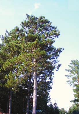 It grows 25-30 m high and lives for two hundred years. Habitat: Dry, sandy or rocky areas; grows best in dry to moderately wet areas.